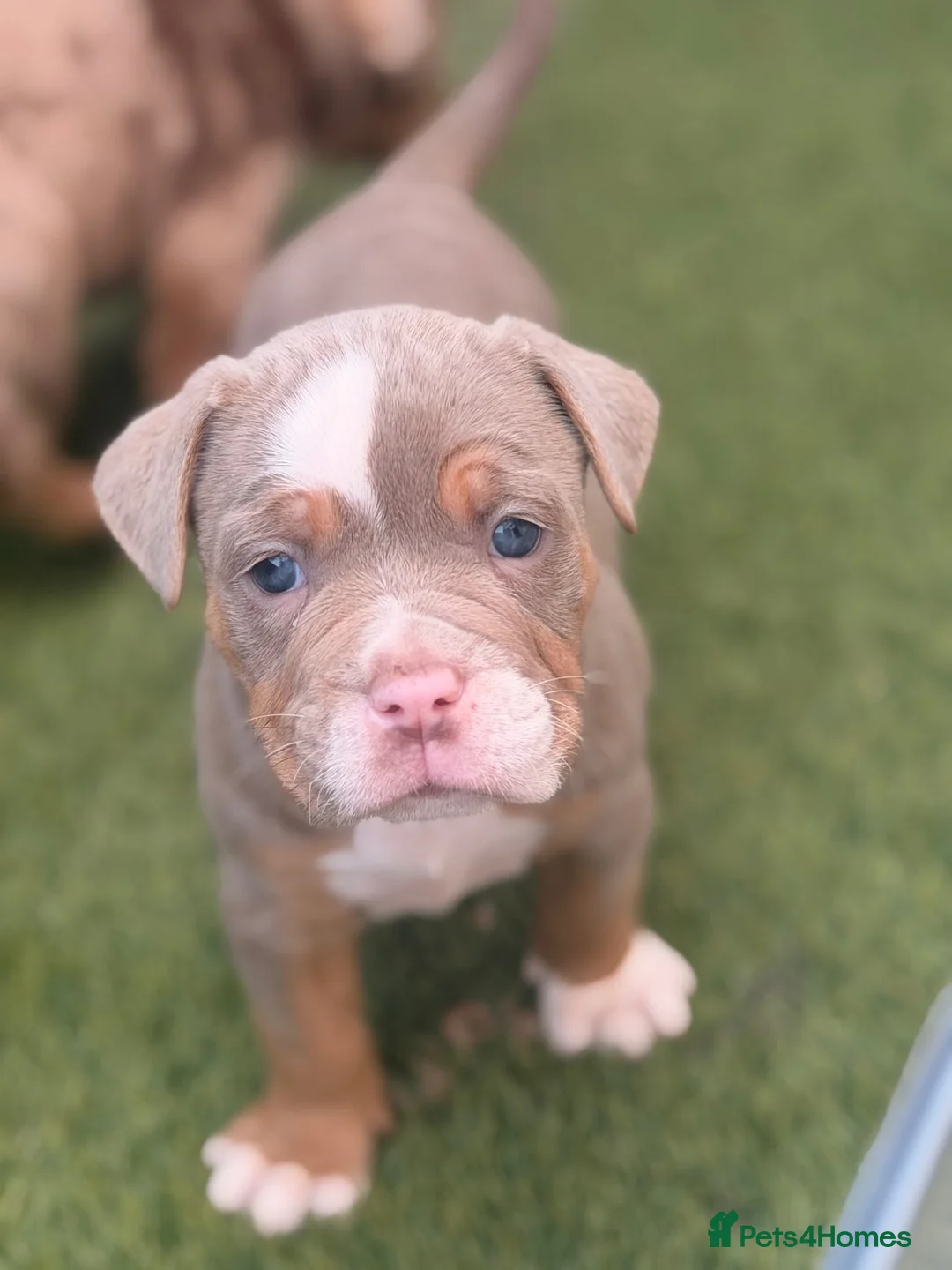Olde English Bulldogge dogs for sale: Stunning puppies - Advert 1