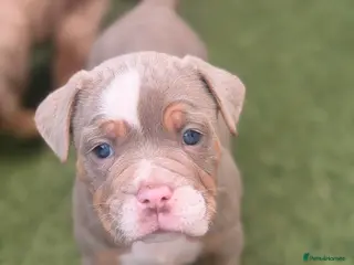 Olde English Bulldogge dogs Stunning puppies - Advert 1