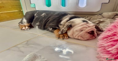 English Bulldog dogs - Advert 4