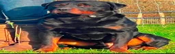 Rottweiler dogs for sale: ADRK German bloodline Rottweiler puppies     - Advert 15