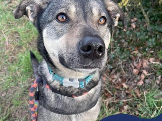 Mixed Breed dogs in Nantwich - Advert 5