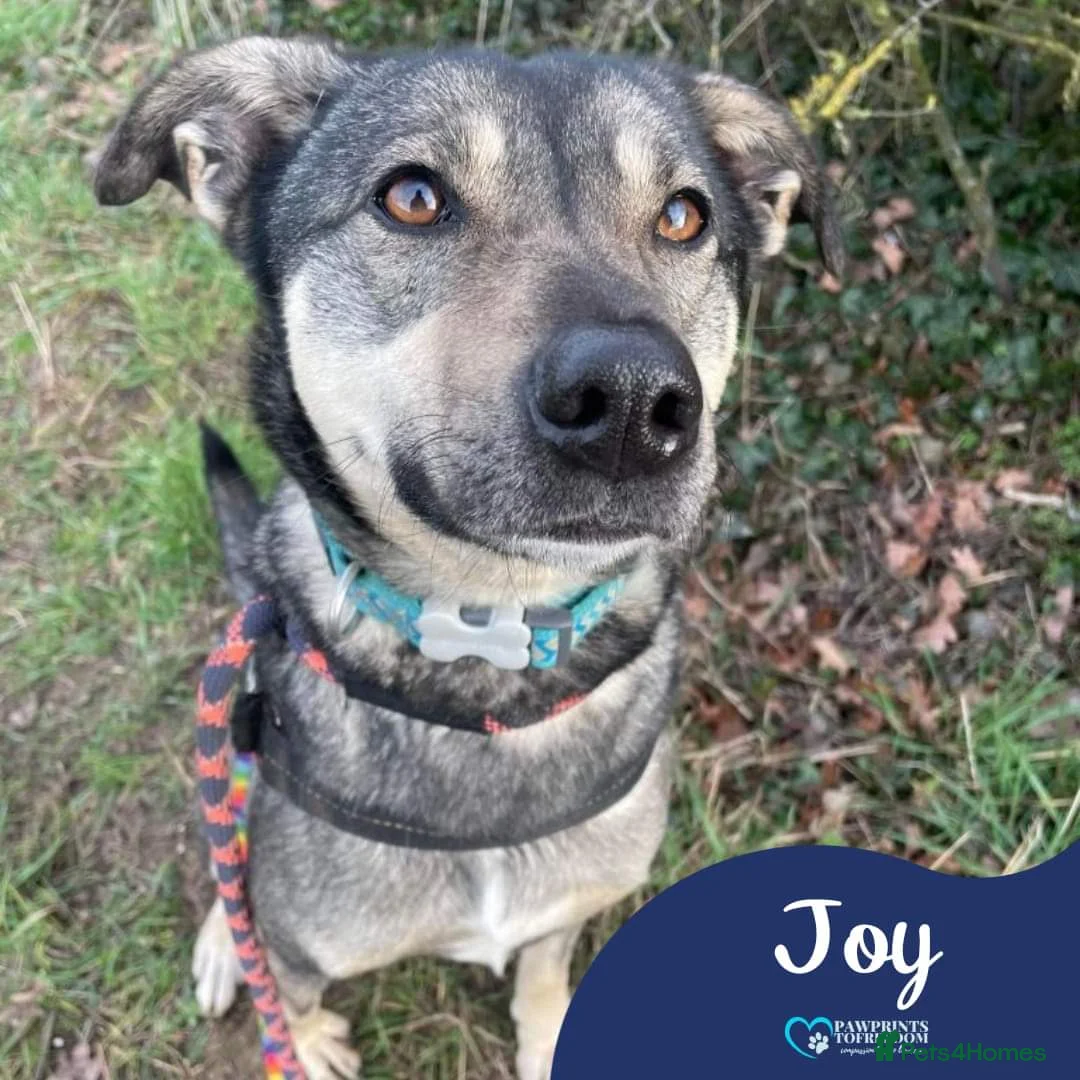 Mixed Breed dogs for adoption: Meet Joy, currently residing in Cheshire  in Nantwich - Advert 1