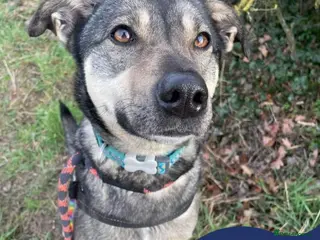 Mixed Breed dogs Meet Joy, currently residing in Cheshire in Nantwich - Advert 9