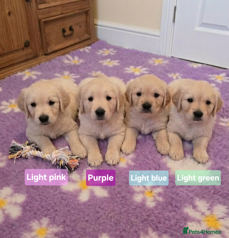 Golden Retriever dogs Health tested cream Golden Retriever pups - Advert 16