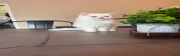 Persian cats for sale: Odd eyed male kitten  - Advert 28