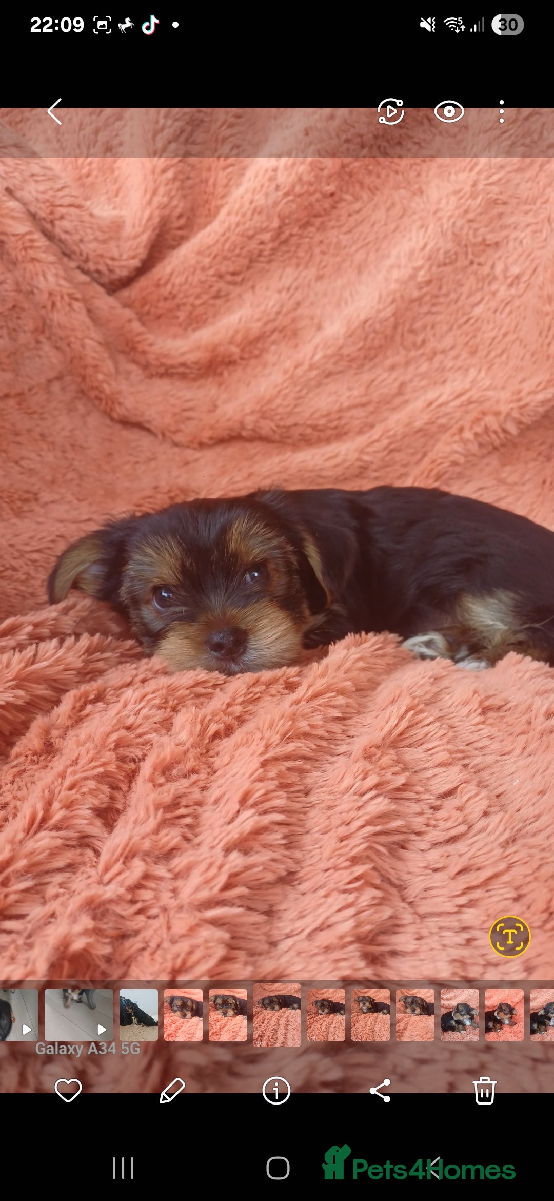 Yorkshire Terrier dogs for sale: Last boy available! - Image 4