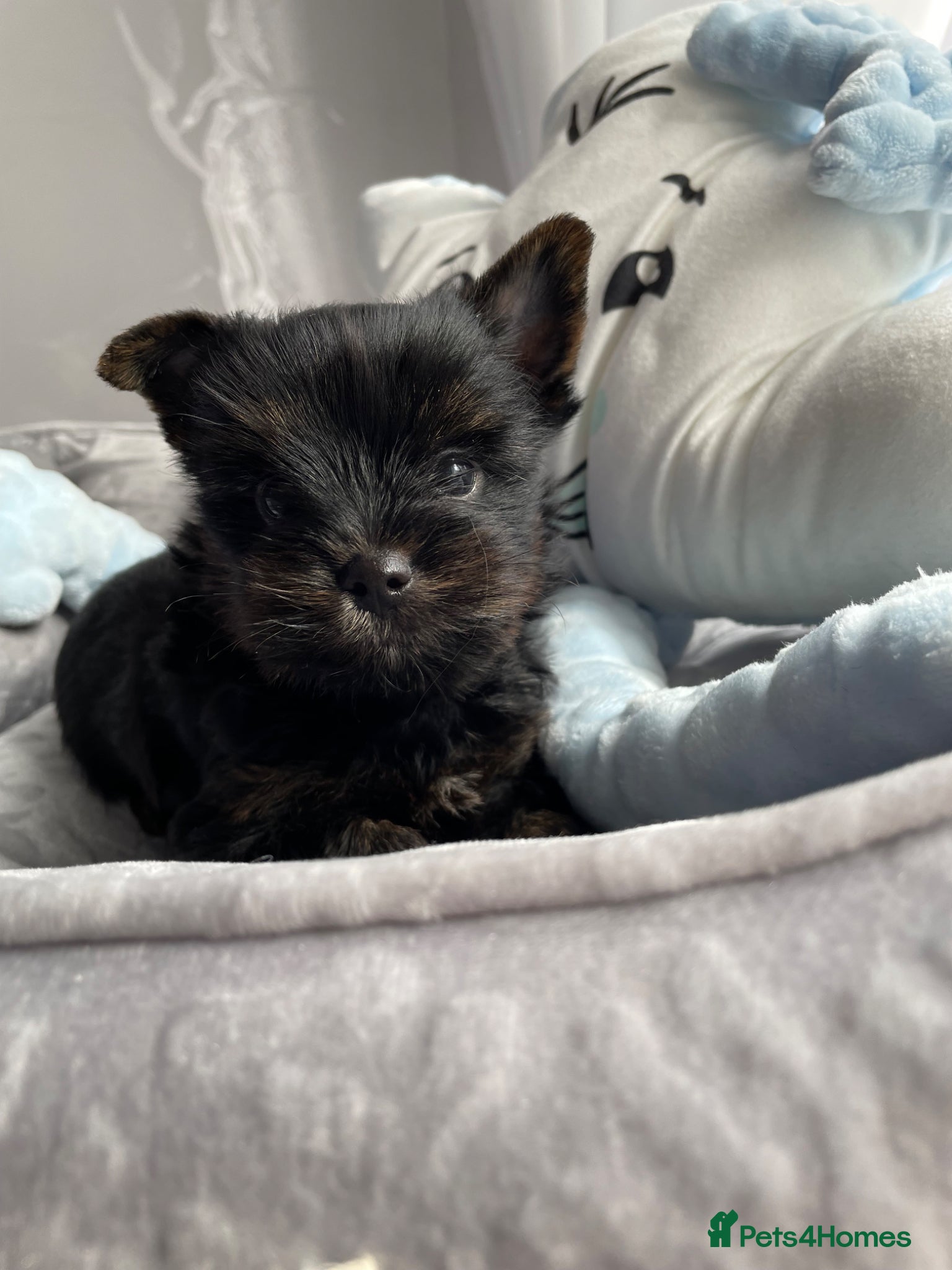 Yorkshire Terrier dogs only one boy left pure breed yorkshire terrier  - Advert 11