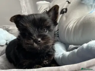 Yorkshire Terrier dogs only one boy left pure breed yorkshire terrier - Advert 11