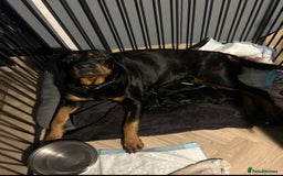 Rottweiler dogs for sale: Beautiful Rottweiler pups  - Image 10