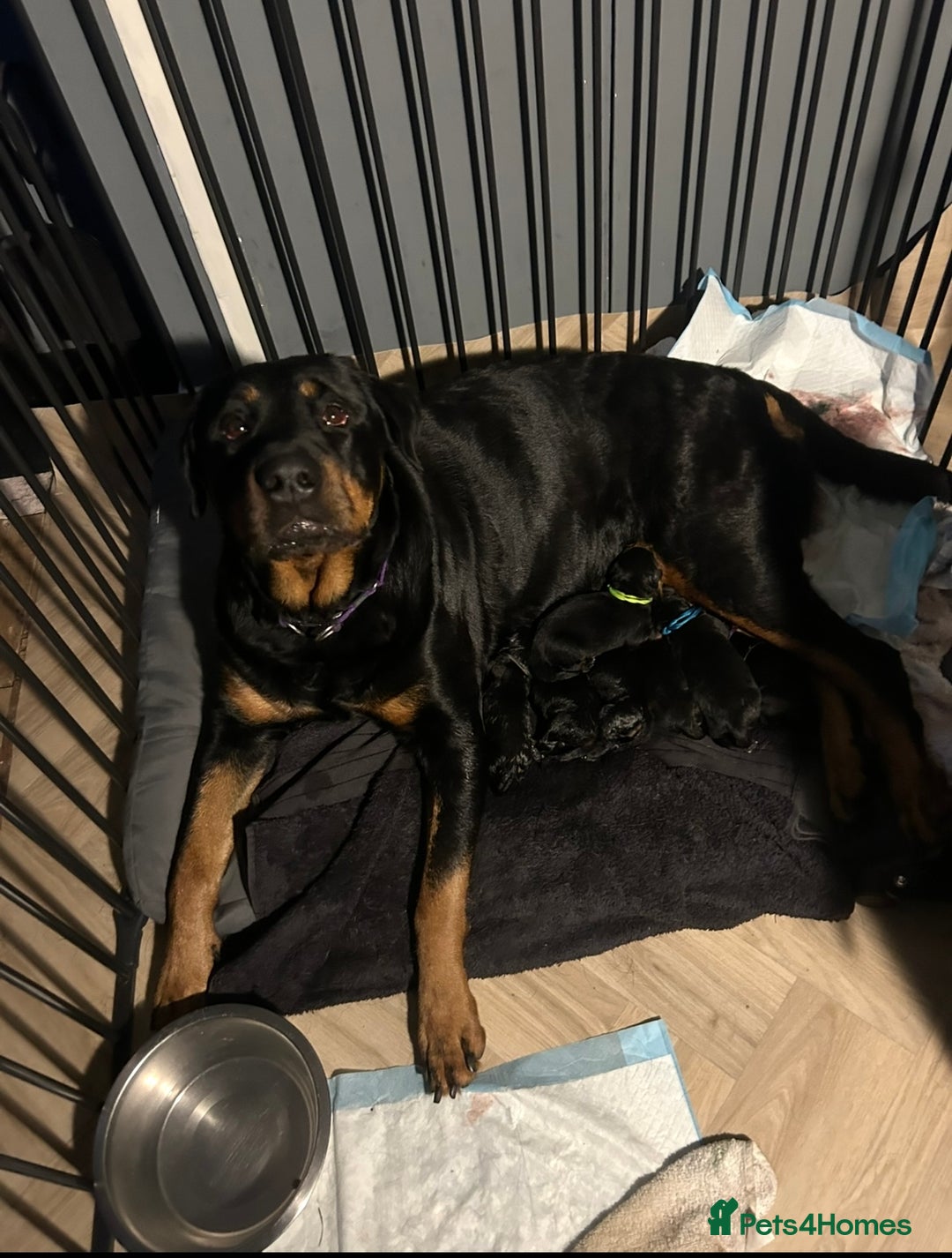 Rottweiler dogs for sale: Beautiful Rottweiler pups  - Image 10