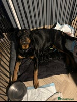 Rottweiler dogs - Advert 8