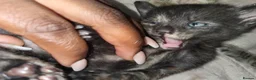 British Shorthair cats for sale: 1 beautiful black girl kitten  - Advert 9