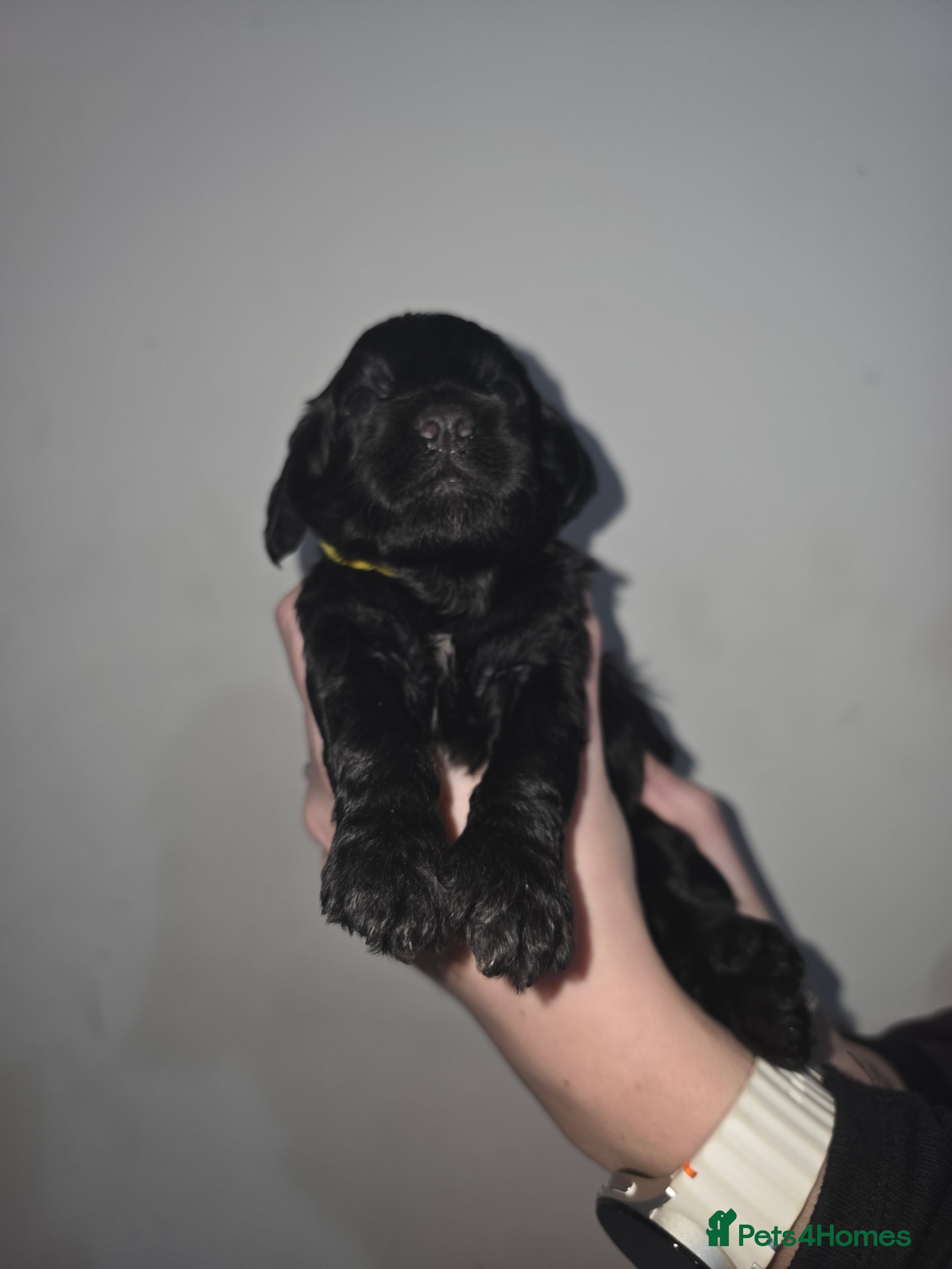 Cockapoo dogs Stunning Black cockapoo puppies  - Advert 2