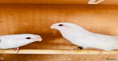 Parakeets birds - Advert 4