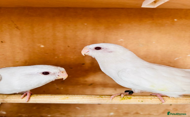 Parakeets birds - Advert 7