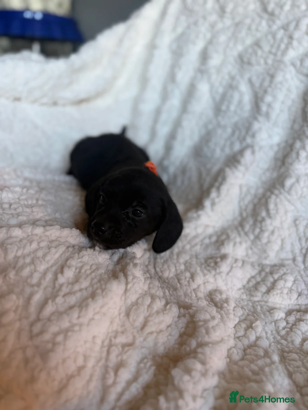 Mixed Breed dogs for sale: 9 playful beagledoor  - Advert 10