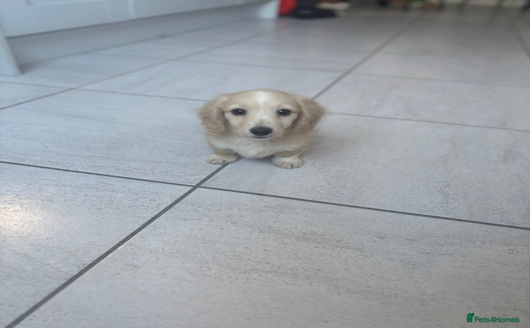 Miniature Dachshund dogs - Advert 15