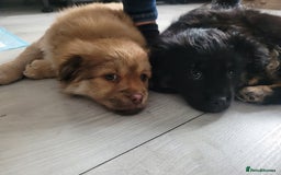 Mixed Breed dogs for sale: Pekingese mix breed puppies  - Advert 21