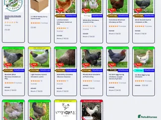 Hens poultry Point of lay Chickens for sale - Advert 9