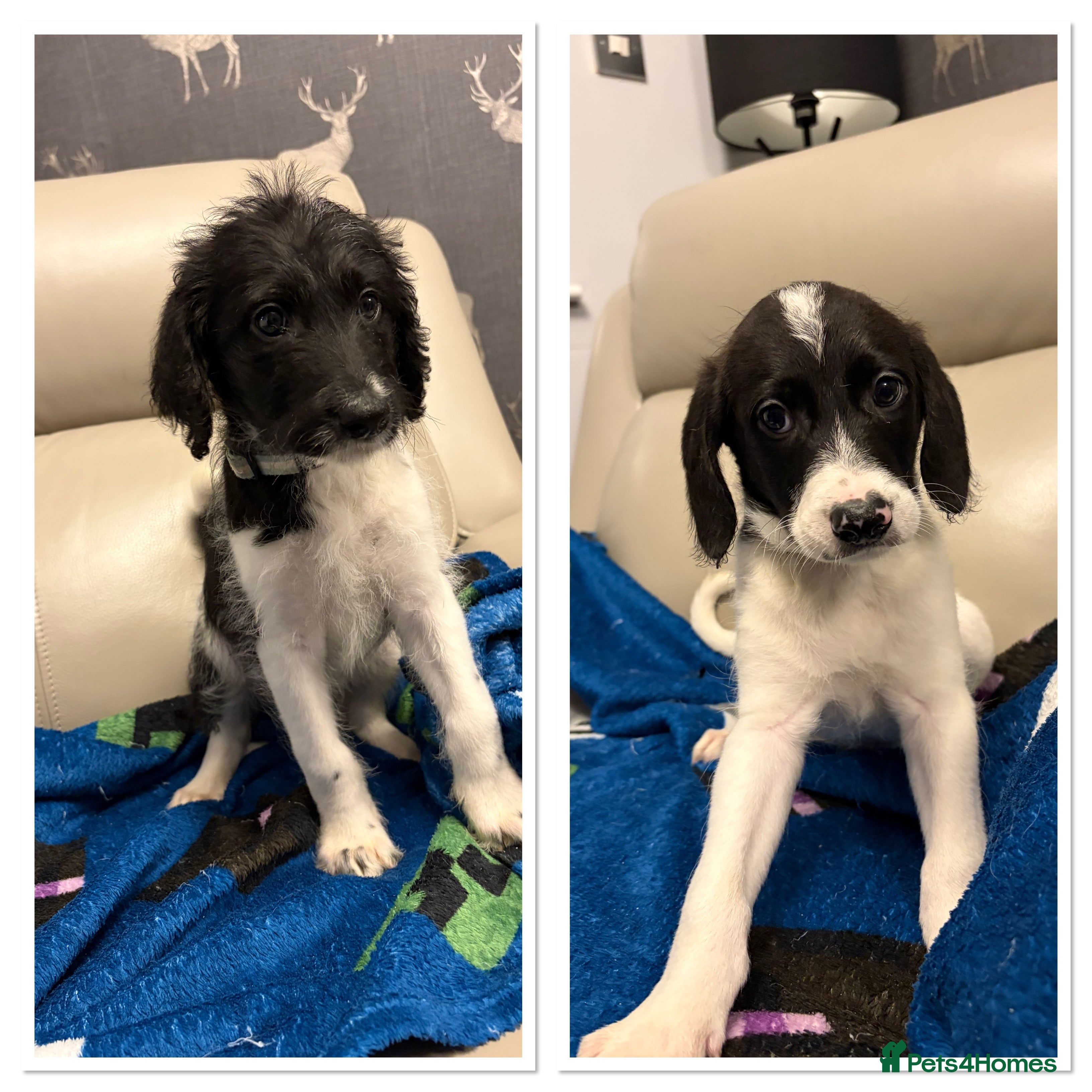 Mixed Breed dogs Lurcher x standard poodle ready now - Advert 13