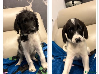 Mixed Breed dogs Lurcher x standard poodle ready now - Advert 13