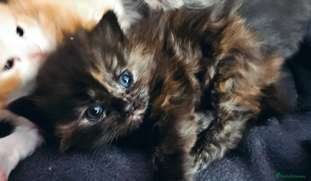 Ragdoll cats for sale: Championship bloodline RagdollxRagamuffin*3 kitten - Advert 9