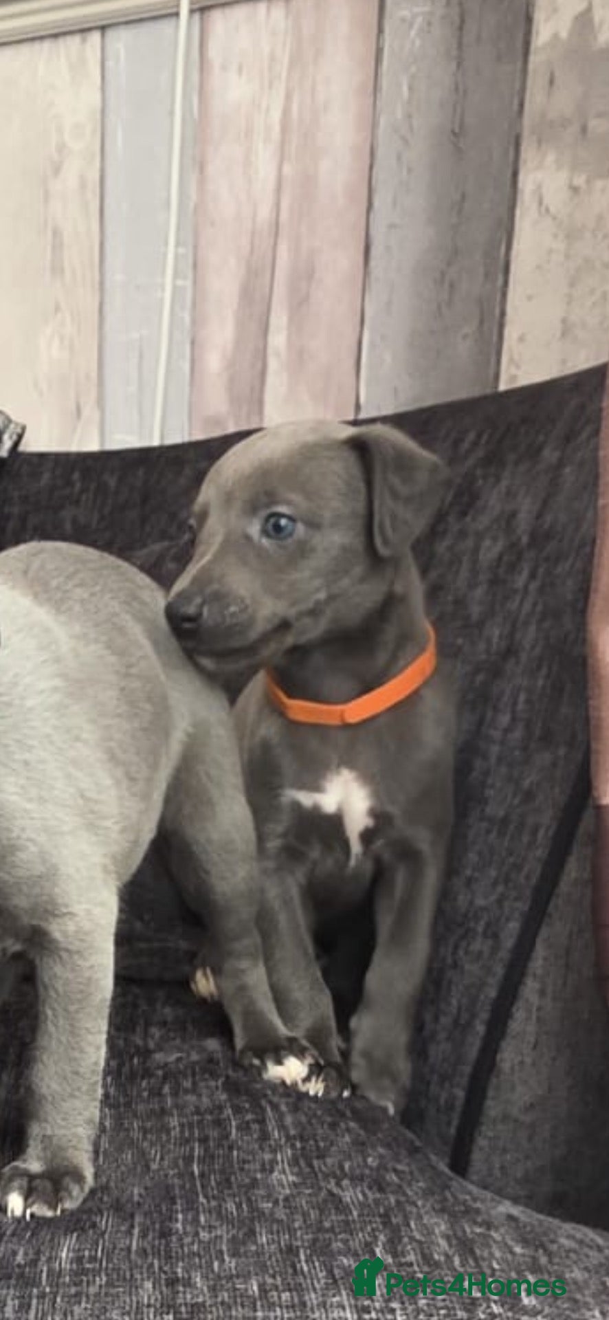Whippet dogs Beautiful all blue litter whippet puppies  - Advert 1