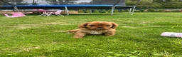Cavalier King Charles Spaniel dogs for sale: We have two deep red Cavaliers available - Advert 6