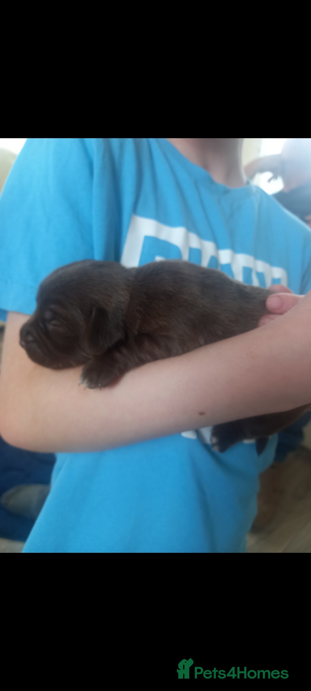 Mixed Breed dogs for sale: Cockerjack puppies - Image 8