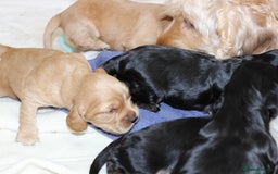 Cockapoo dogs for sale: Beautiful, Rare Cockapoo Puppies – Ready 17th Nov - Image 7