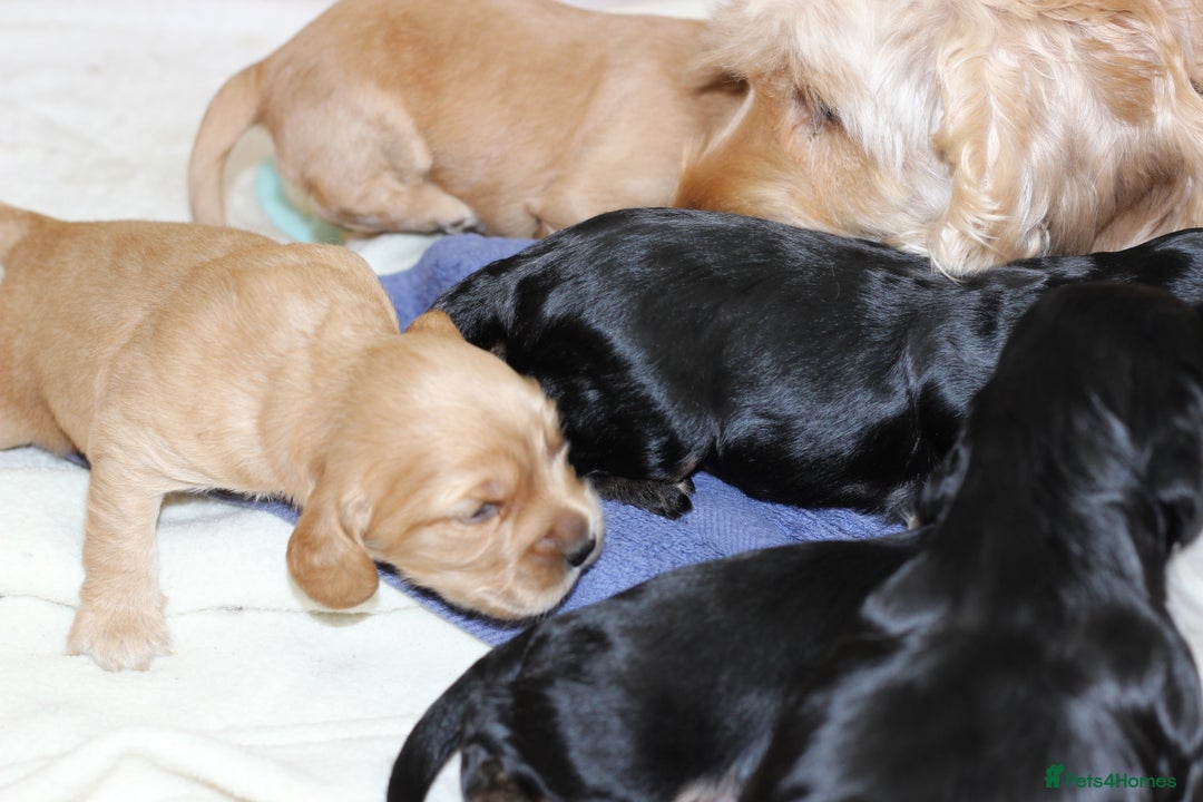 Cockapoo dogs for sale: Beautiful, Rare Cockapoo Puppies – Ready 17th Nov - Image 7