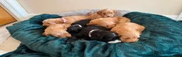 Cockapoo dogs for sale: Toy cockapoo puppies (golden) (tri) super cute - Advert 18