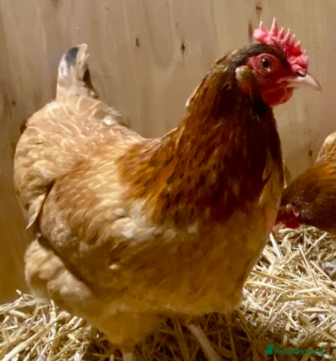 Chickens poultry for sale: Rhode Island Red x Light Sussex POL - Advert 2