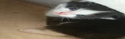 Mixed Breed cats for sale: Kittens - Advert 8