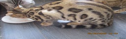 Bengal cats for sale: pedigree male bengals - Advert 4