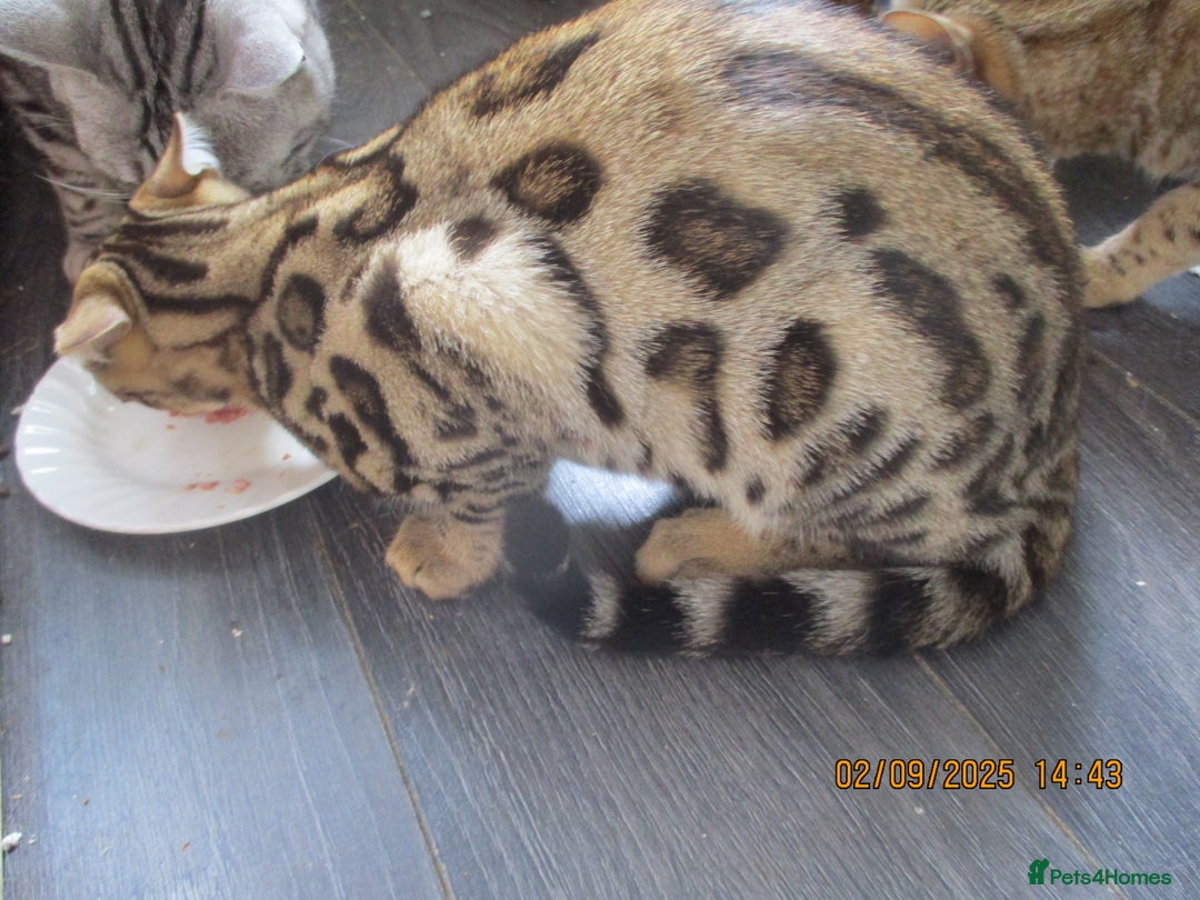 Bengal cats for sale: pedigree male bengals - Image 6