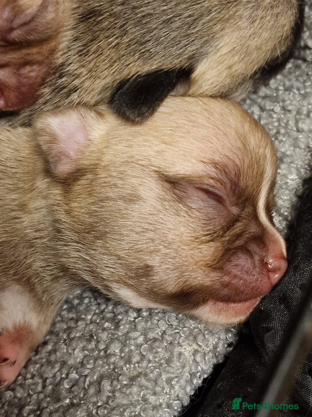 Chihuahua dogs for sale: Adorable Chihuahua Puppies Ready Soon!  - Advert 6