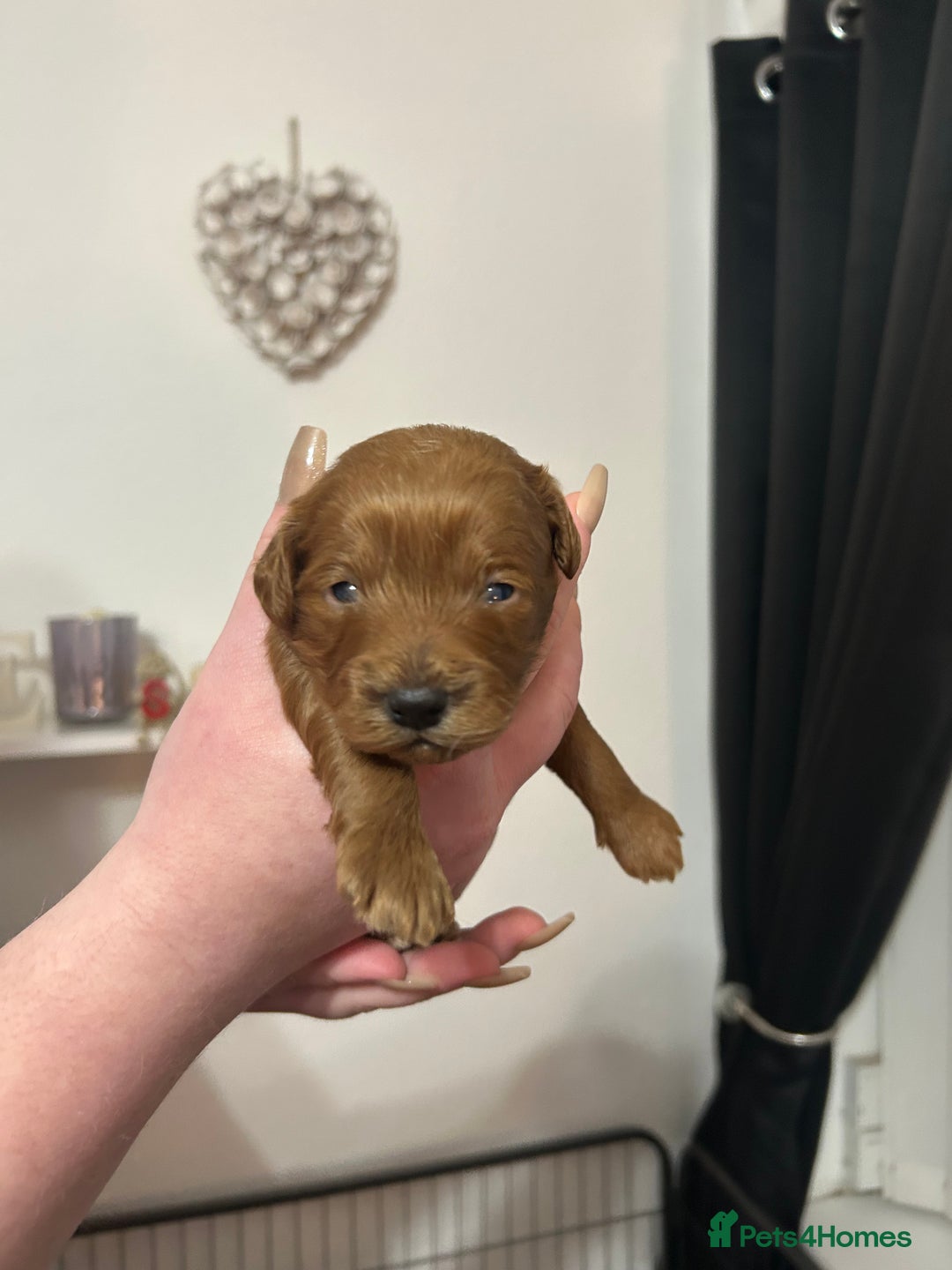 Cavapoochon dogs for sale: Cavapoo puppies  - Advert 5