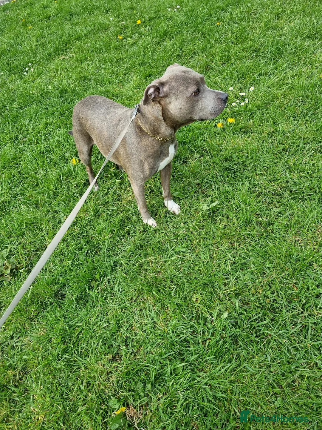 Staffordshire Bull Terrier dogs for sale: Staffy puppy for sale - Advert 12