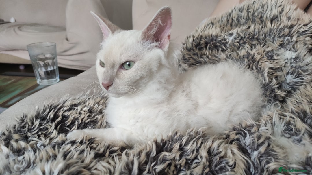 LaPerm cats for sale: Adorable teddy bear curly LaPerm GCCF reg - Advert 27