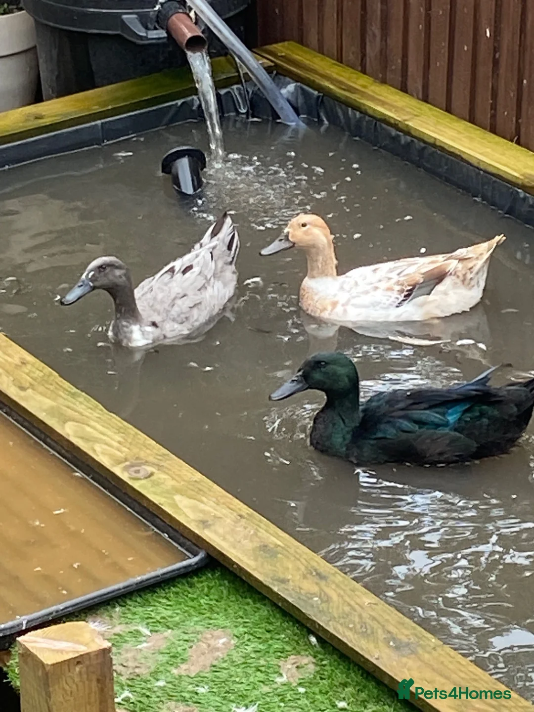 Ducks poultry for sale: 3 Ducks for sale  - Advert 2
