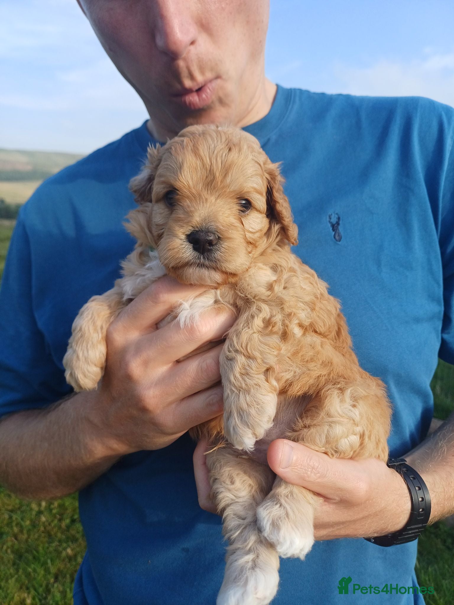 Cavapoo dogs Beautiful F1B Toy Cavapoo Puppies - Advert 14