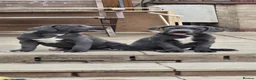 Cane Corso dogs for sale: CANE CORSO. Ready to leave now - Advert 4