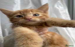 Mixed Breed cats for sale: 4 ginger & 1 tabby kittens - Image 3