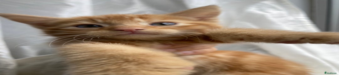 Mixed Breed Kitten 3