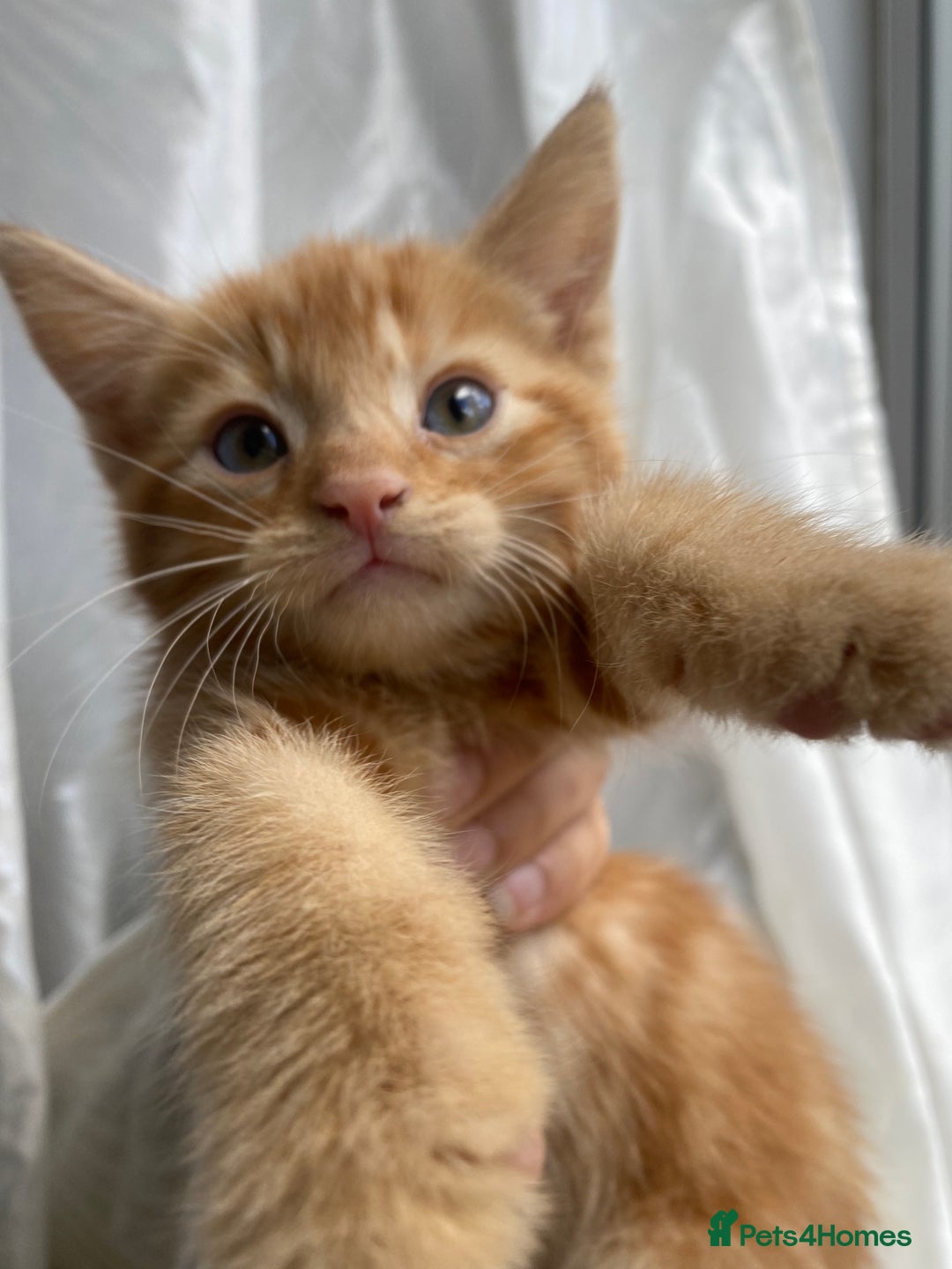Mixed Breed cats for sale: 4 ginger & 1 tabby kittens - Image 3