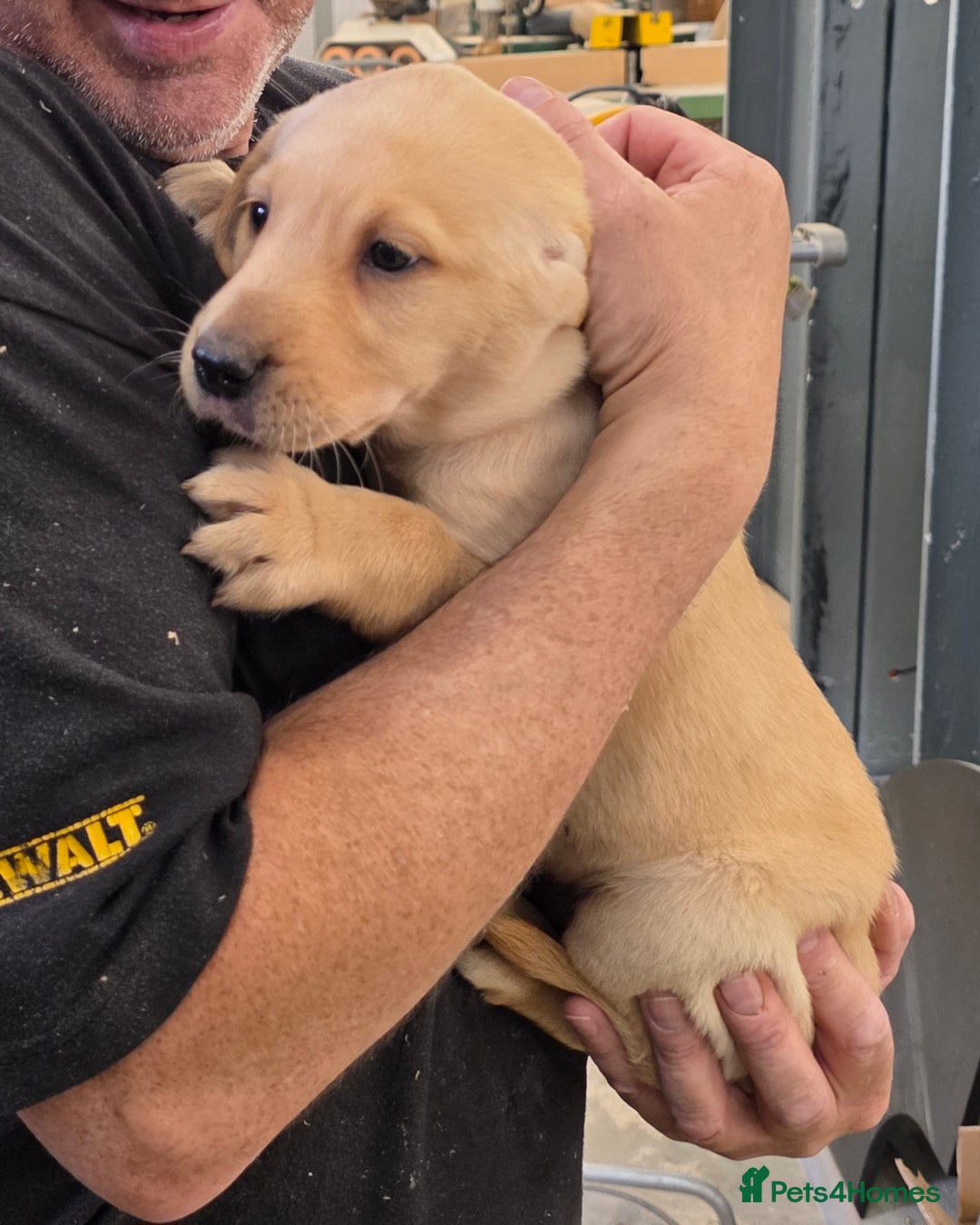 Labrador Retriever dogs for sale: Labrador puppies 3 boys ready to go 8th August  - Image 6