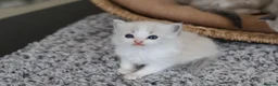 Ragdoll cats for sale: Tica Registered 💎 Ragdoll Kittens - Advert 25
