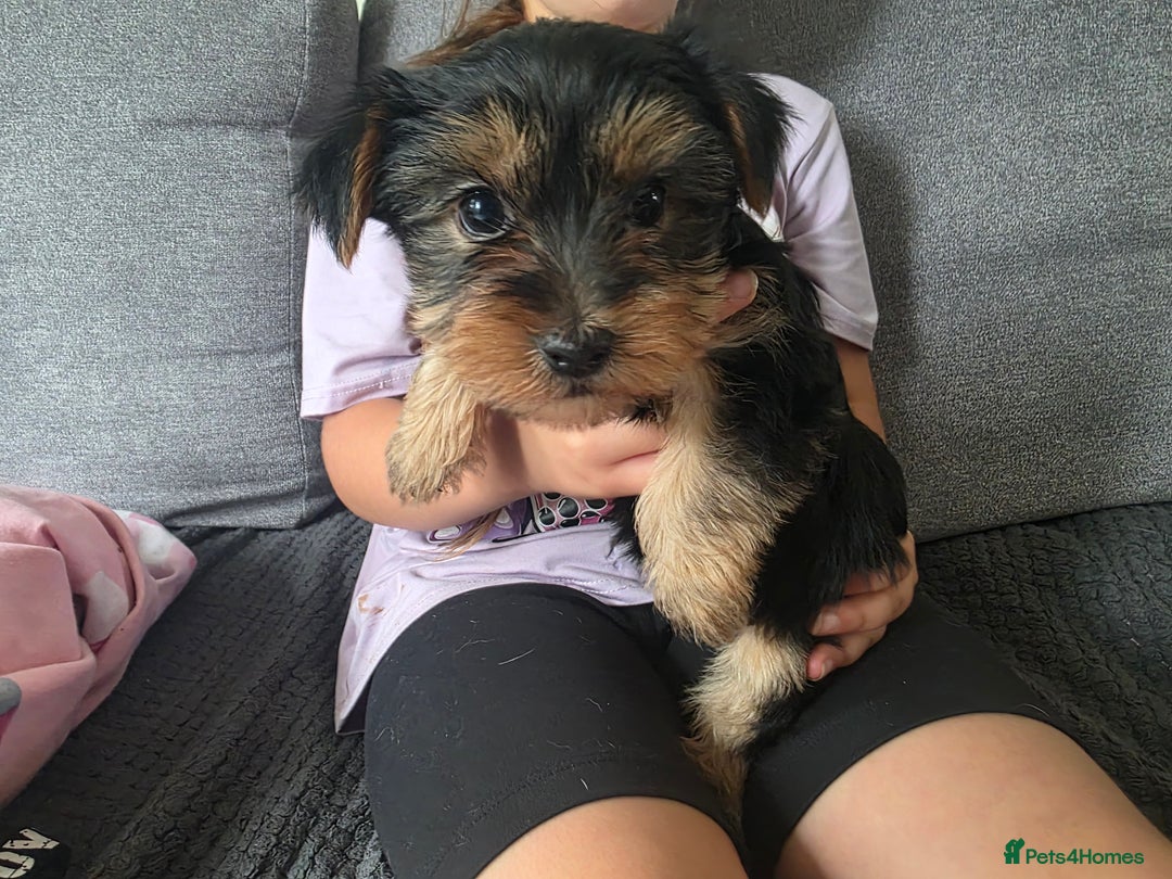Yorkshire Terrier dogs for sale: Beautiful Yorkshire Terrier Puppies Ready Soon - Image 8