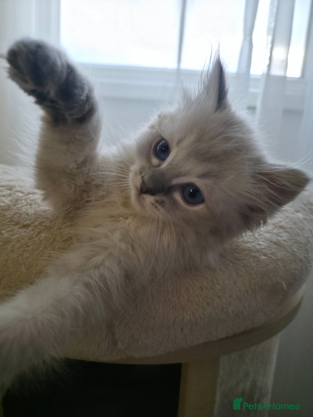 Ragdoll cats for sale: 🐾🌸STUNNING KITTENS| ONE LEFT!|🌸🐾 - Image 11